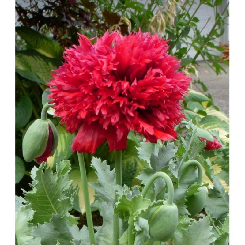 Semailles Pavot rouge double