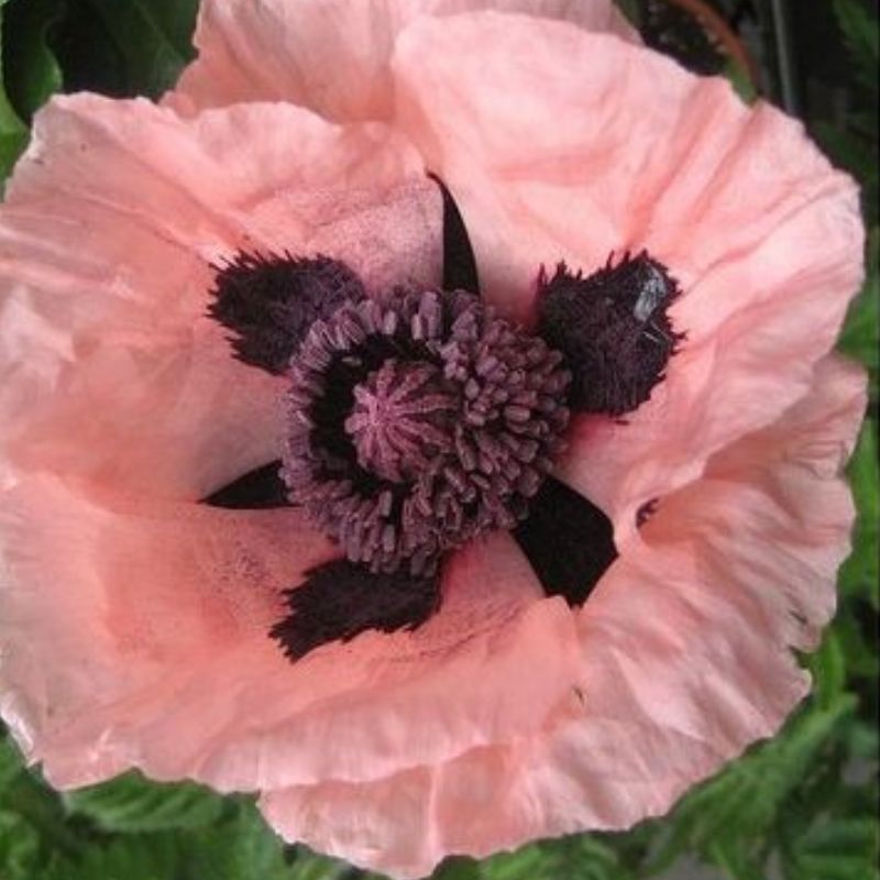 Semailles Pavot rose simple