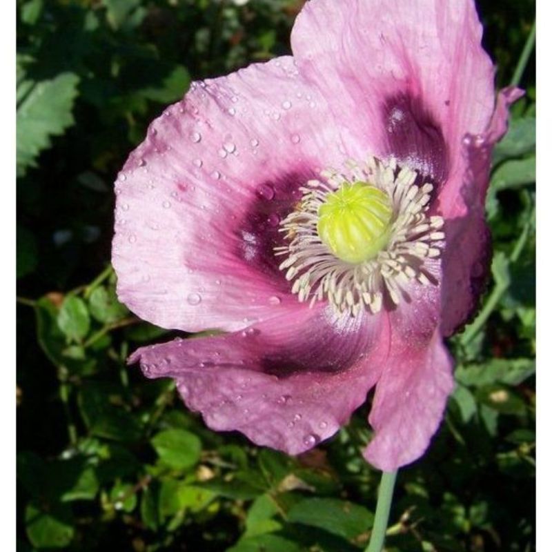 Semailles Pavot Planète rouge du Jura