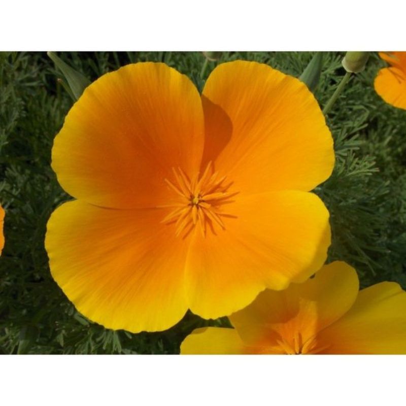 Semailles Pavot de Californie