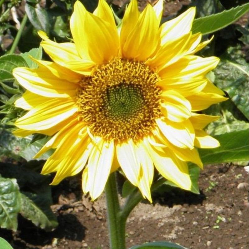 Semailles Tournesol nain jaune
