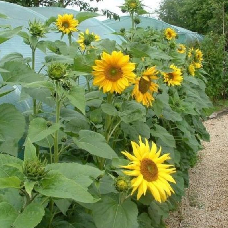 Semailles Tournesol Multiflore