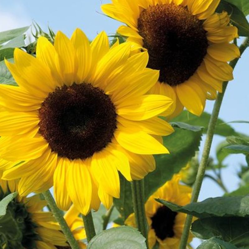 Semailles Tournesol mélange décoratif