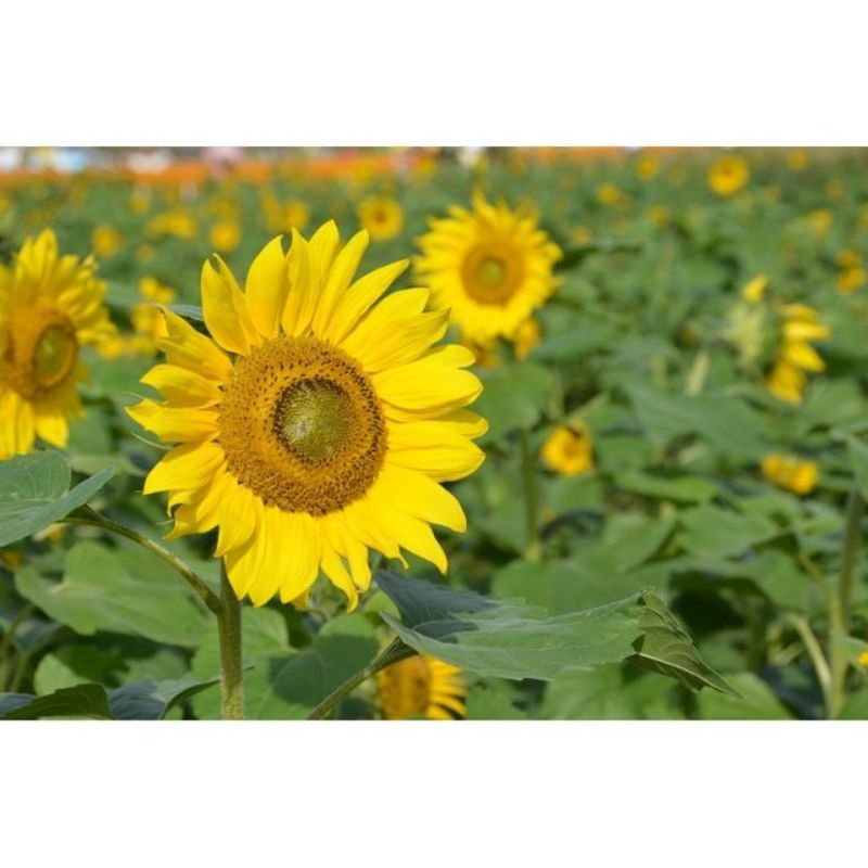 Semailles Tournesol grand jaune