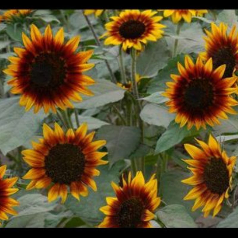 Semailles Tournesol Ring of fire