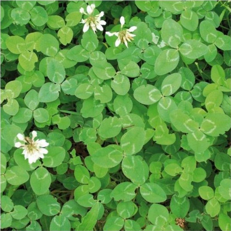 Semailles Trèfle Blanc