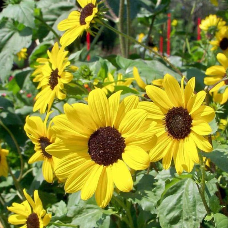 Semailles Tournesol à petites fleurs jaunes