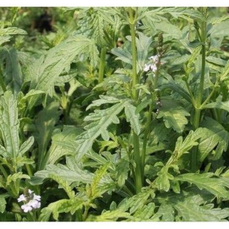 Semailles Verveine Officinale
