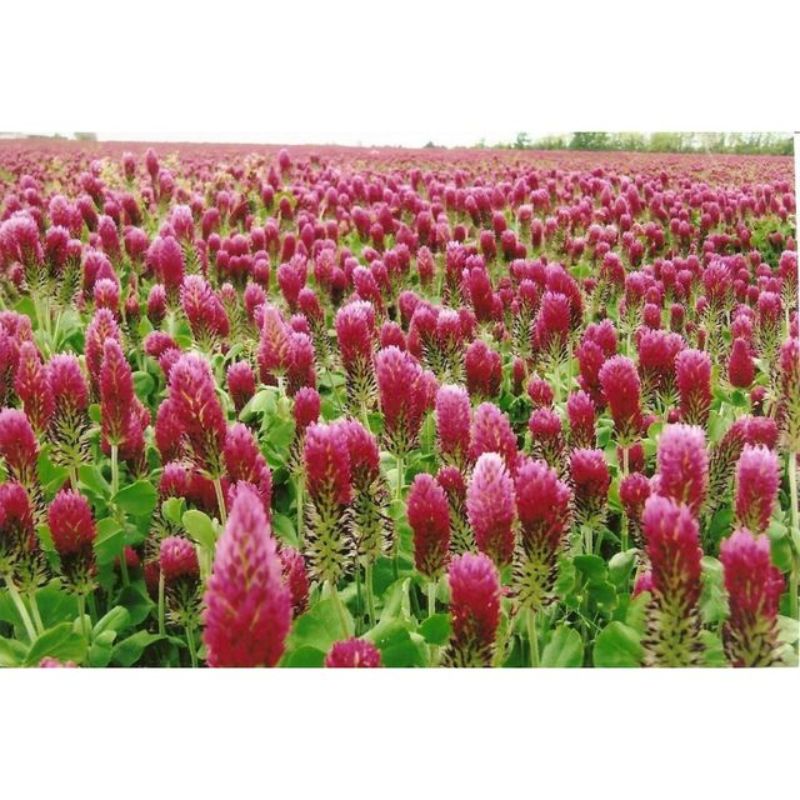 Semailles Trèfle incarnat