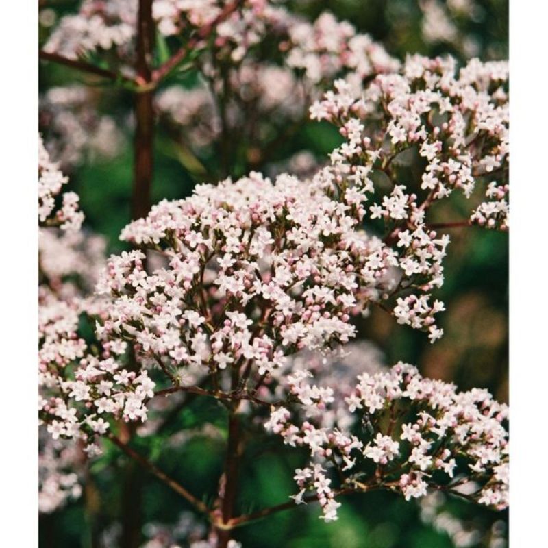 Semailles Valériane officinale