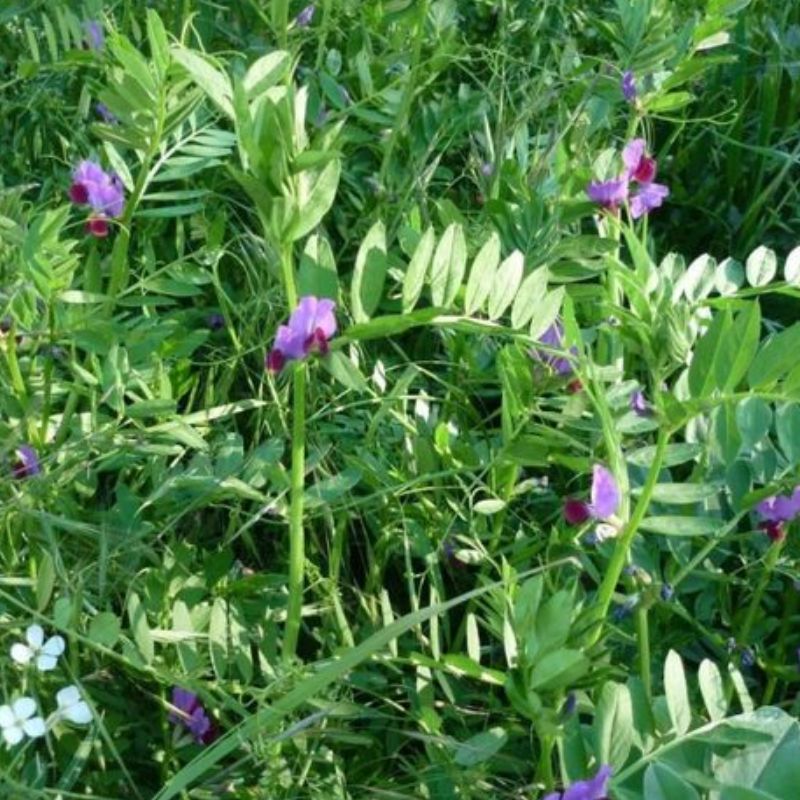 Semailles Vesce d'hiver