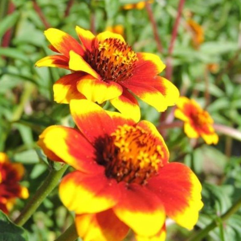 Semailles Zinnia Tapis Persan
