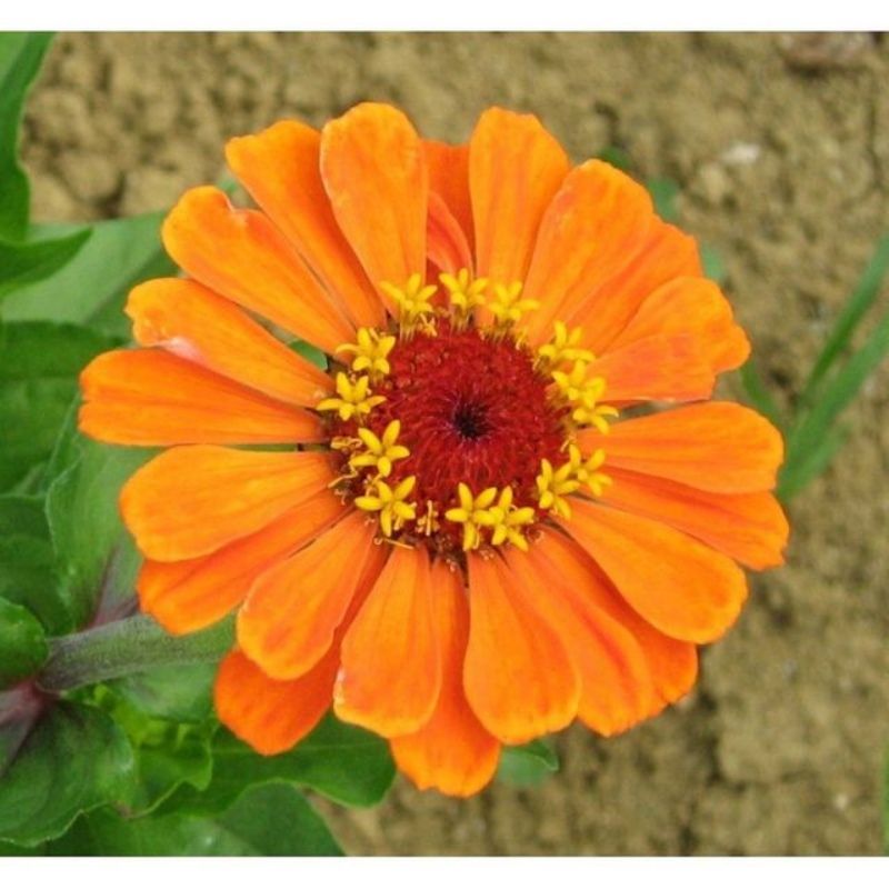 Semailles Zinnia à grandes fleurs