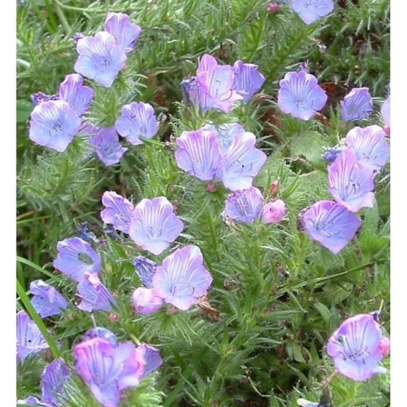 Semailles Vipérine annuelle