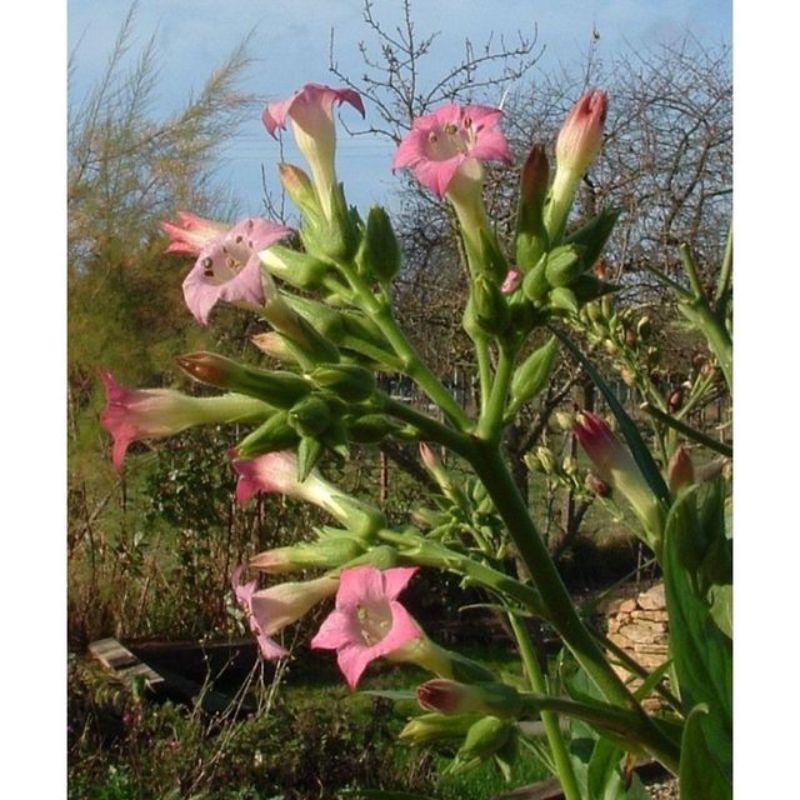 Semailles Tabac commun