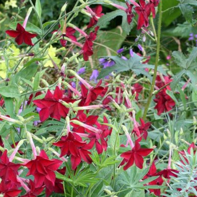 Semailles Tabac Purple Parfume