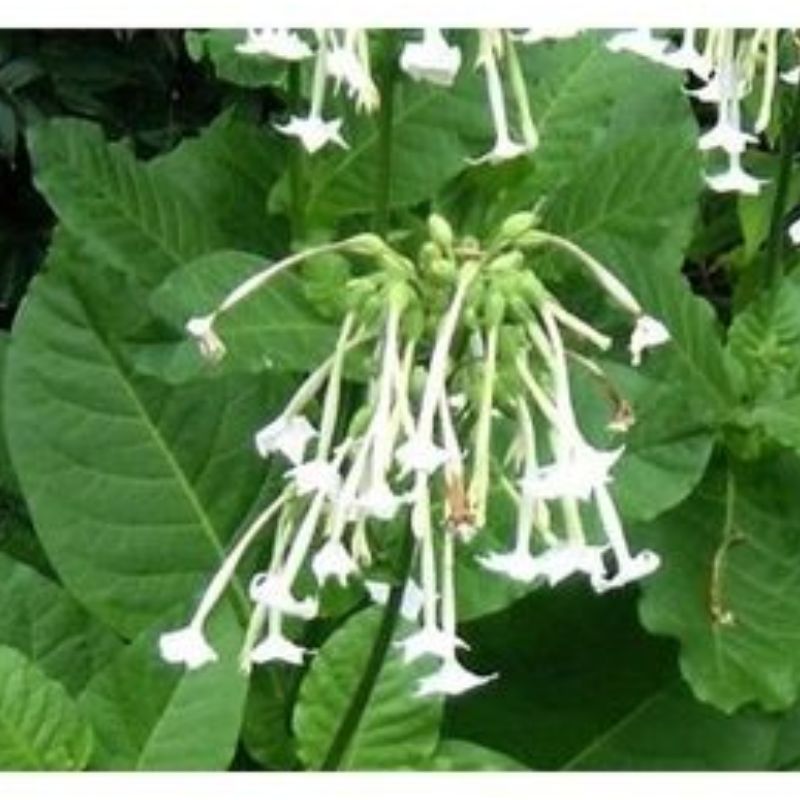 Semailles Tabac ornemental blanc