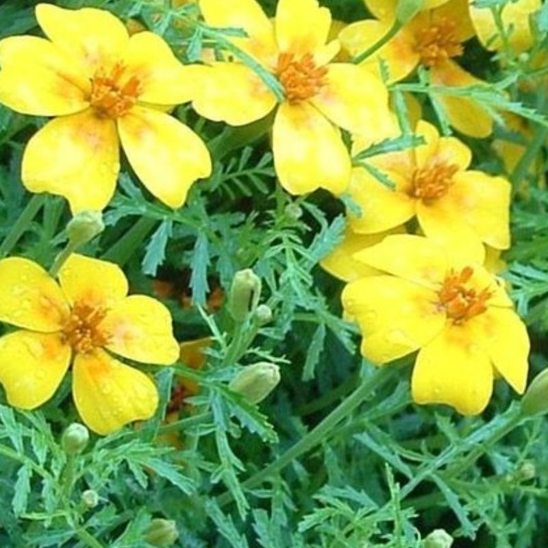 Semailles Tagète Citron