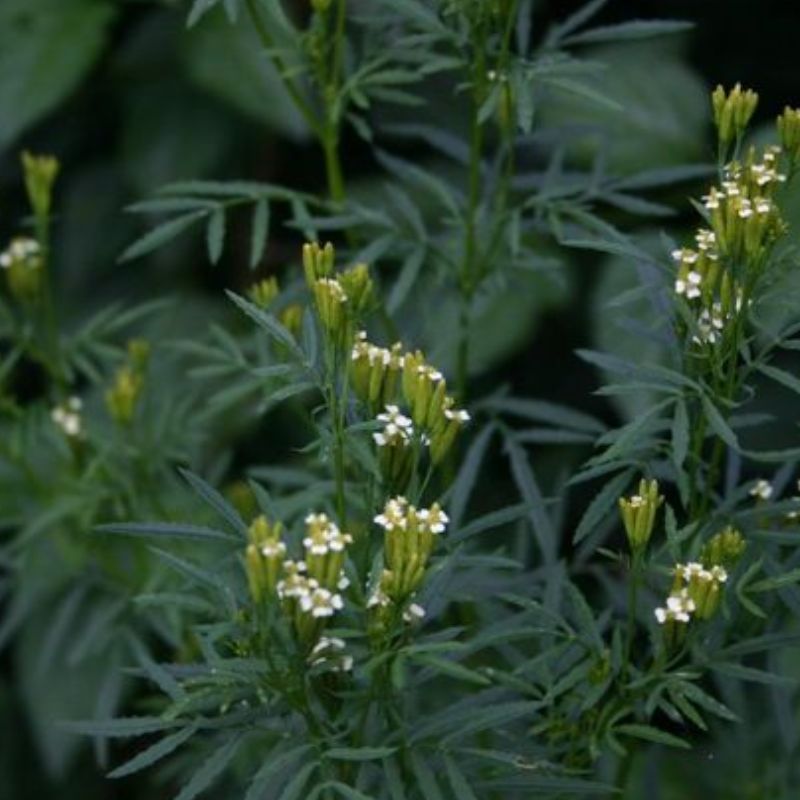 Semailles Tagète Minuta