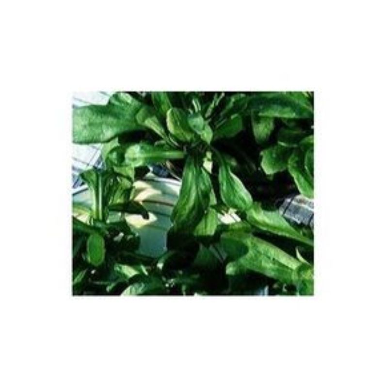 Semailles Mâche à grandes feuilles de Hollande