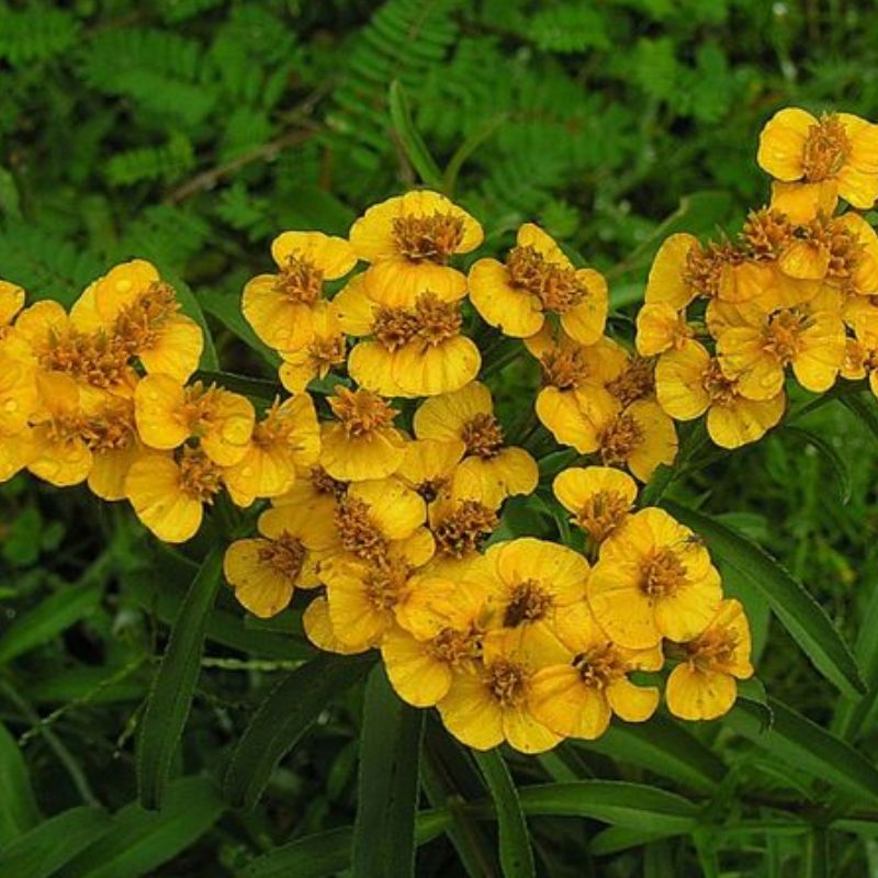 Semailles Tagète Lucida - Estragon mexicain