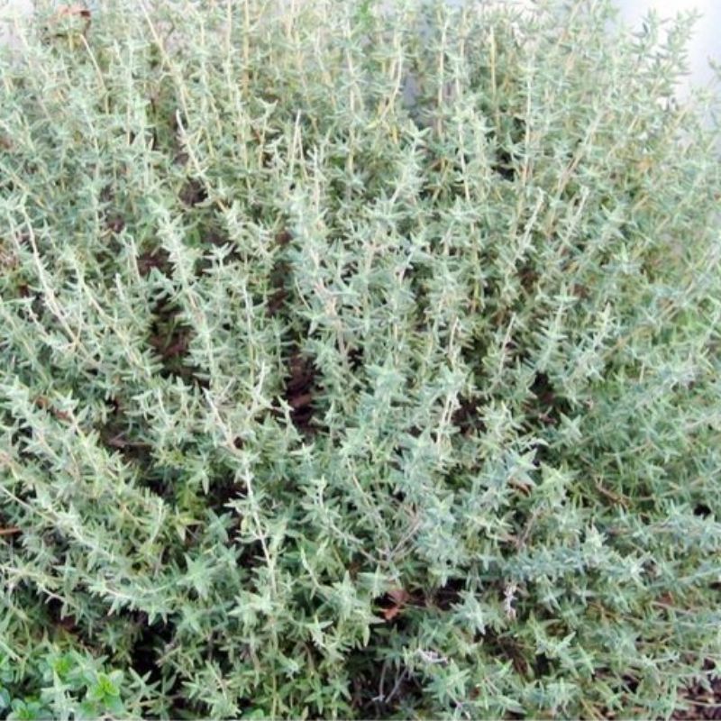 Semailels Thym ordinaire