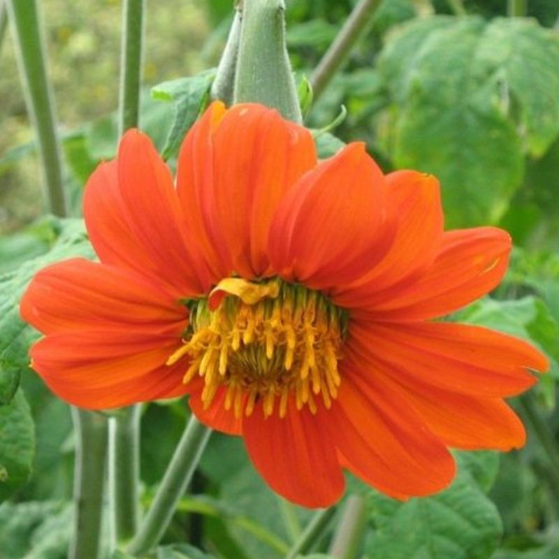 Semailles Tithonia