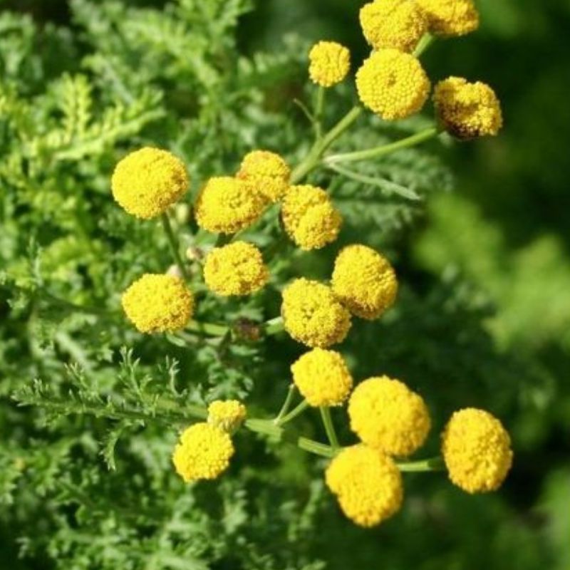 Semailles Tanaisie Crispée