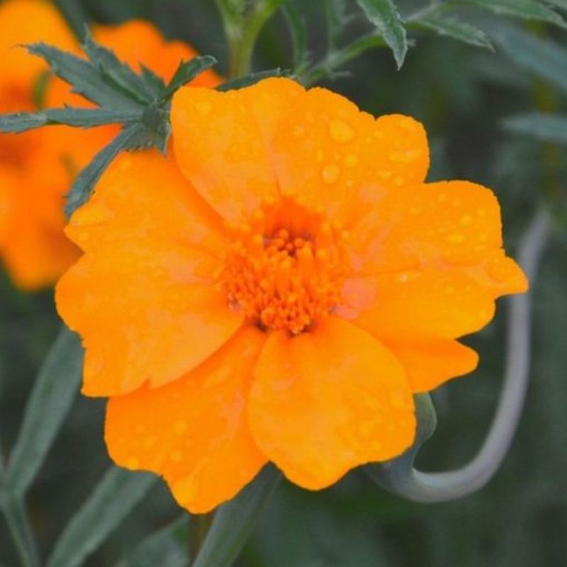 Semailles Tagète Némagon