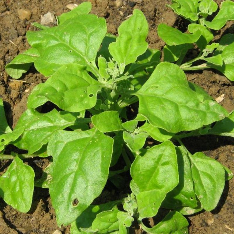 Semailles Tétragone Cornue