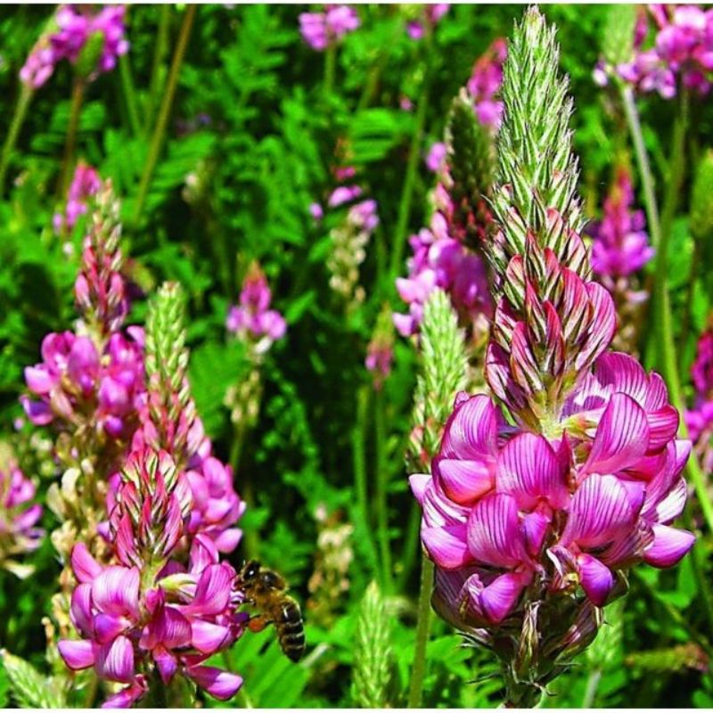 Semailles Sainfoin