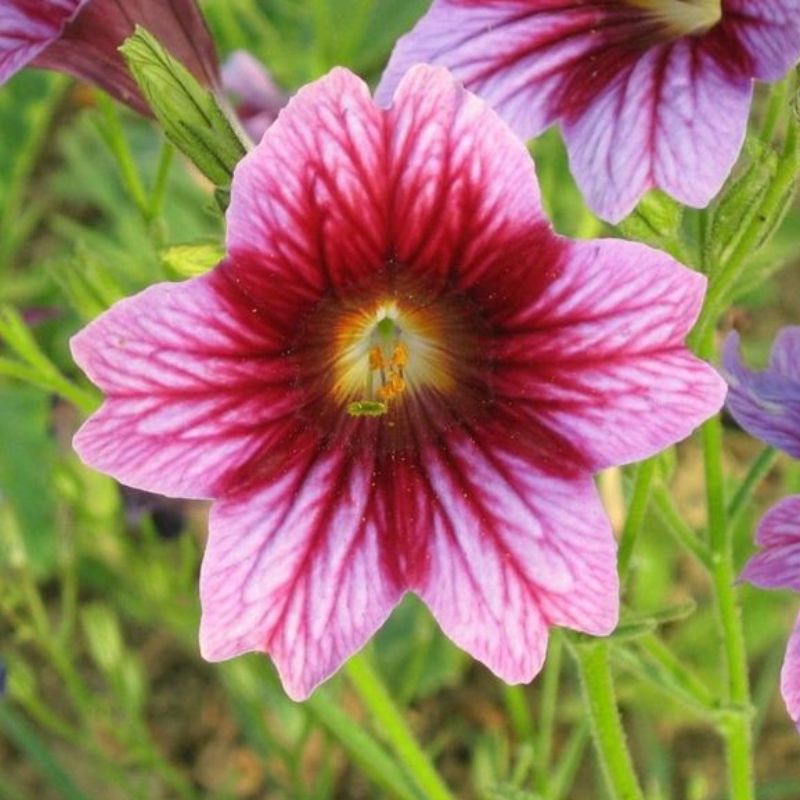 Semailles Salpiglossis en mélange