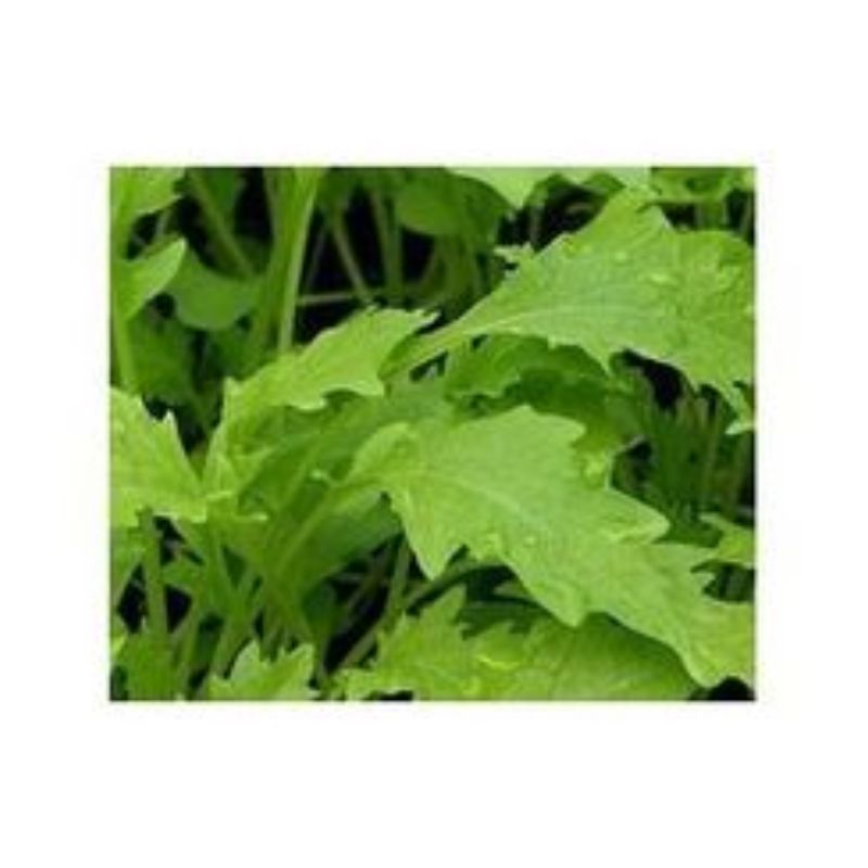 Semailles Salade asiatique Namenia