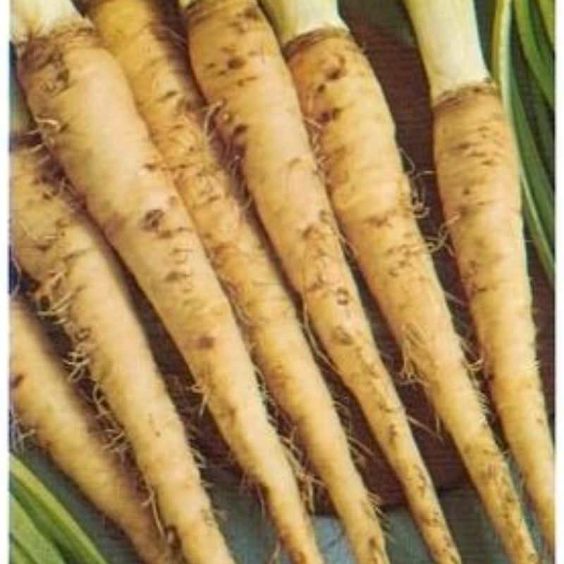 Semailles Salsifis Blanc amélioré