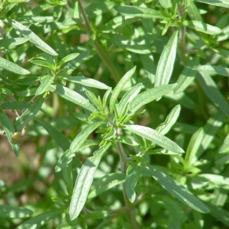 Semailles Sariette annuelle