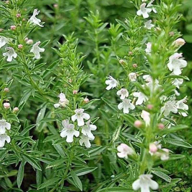 Semailles Sarriette des Montagnes