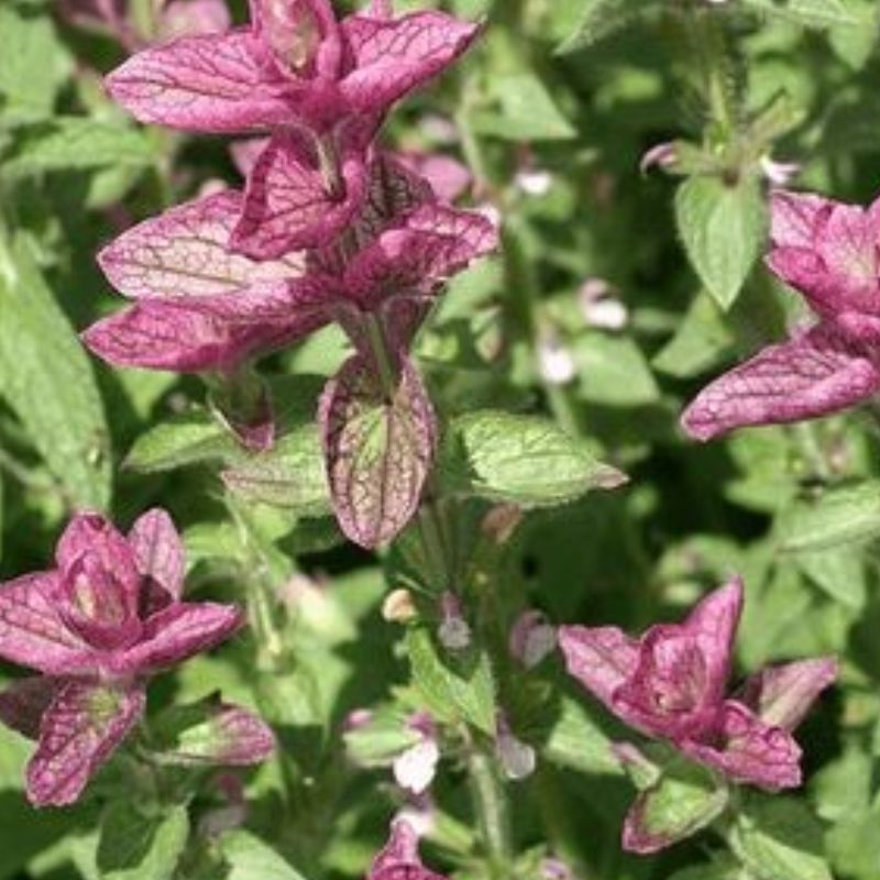 Semailles Sauge Hormine