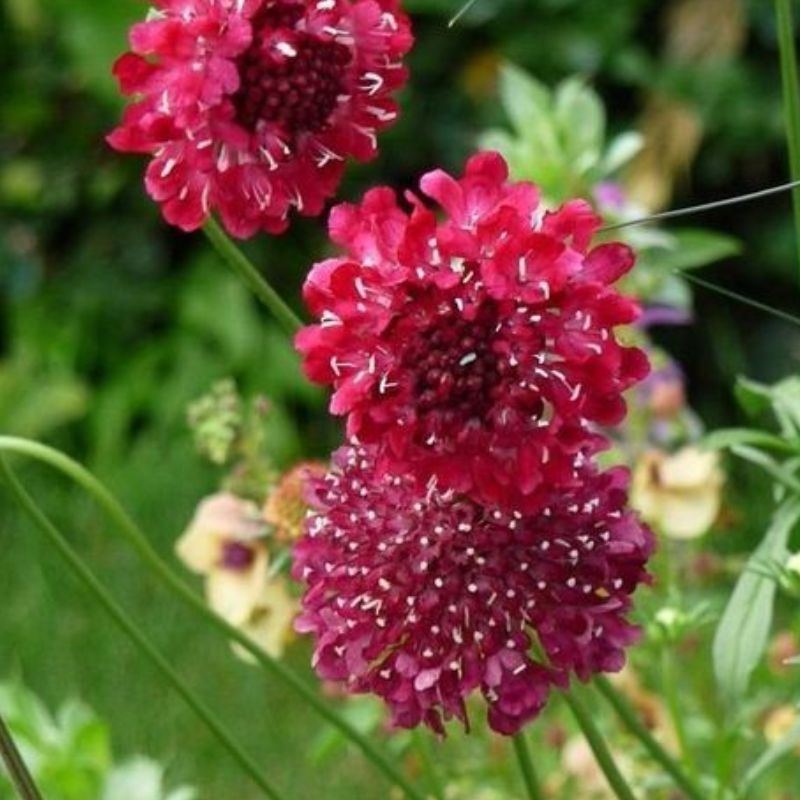 Semailles Scabieuse pourpre