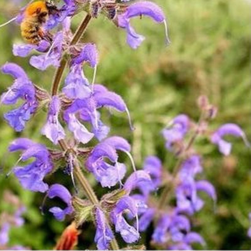 Semailles Sauge des prés