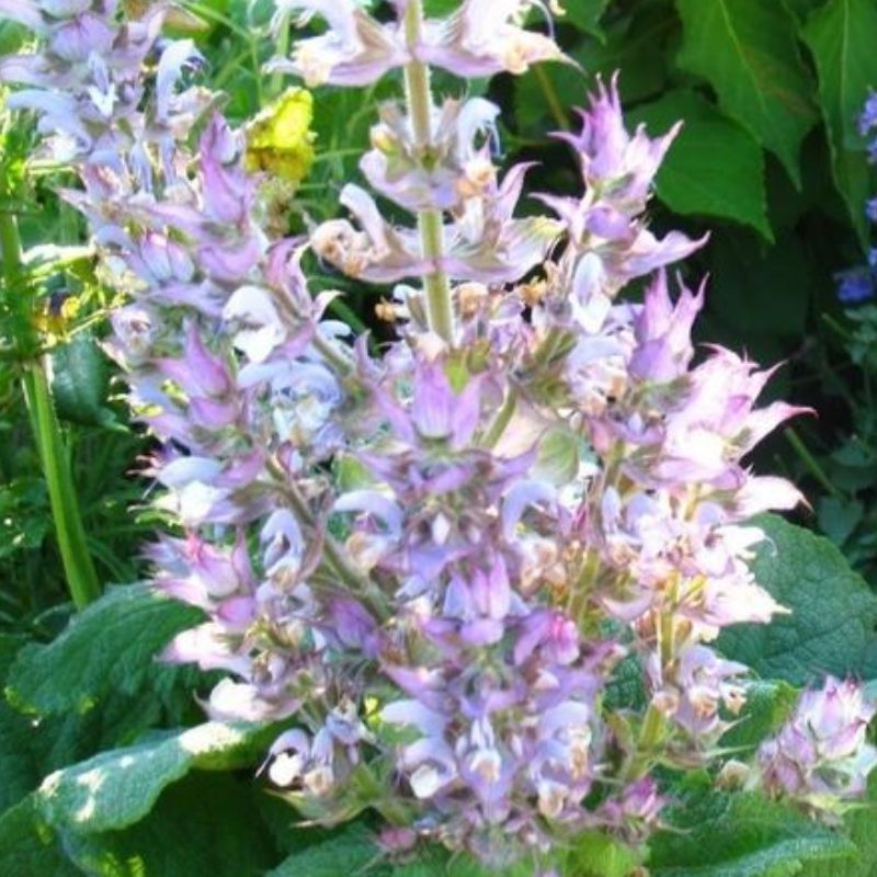 Semailles Sauge sclarée