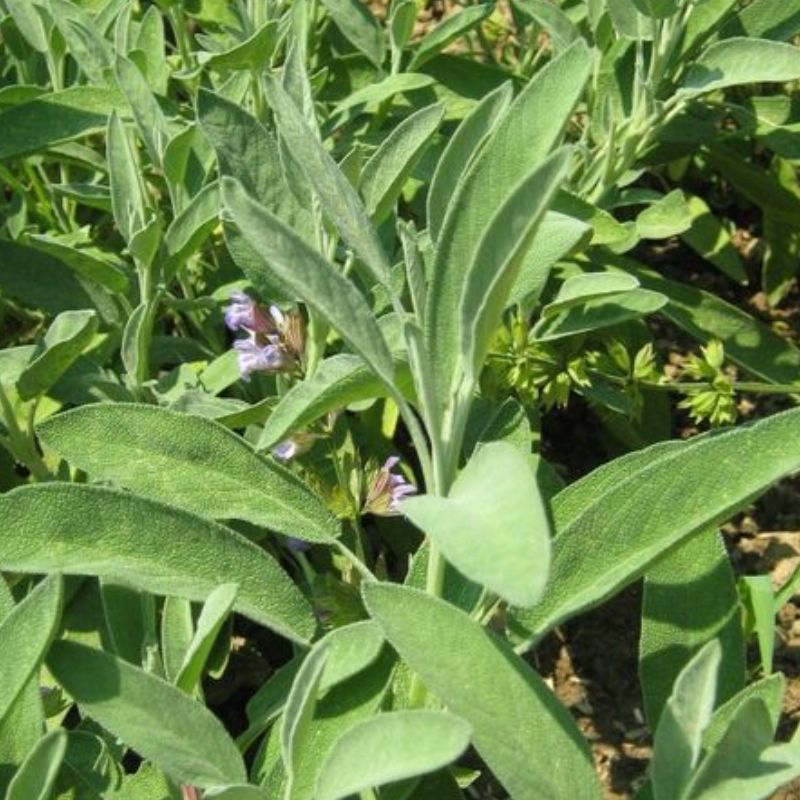 Semailles Sauge Officinale