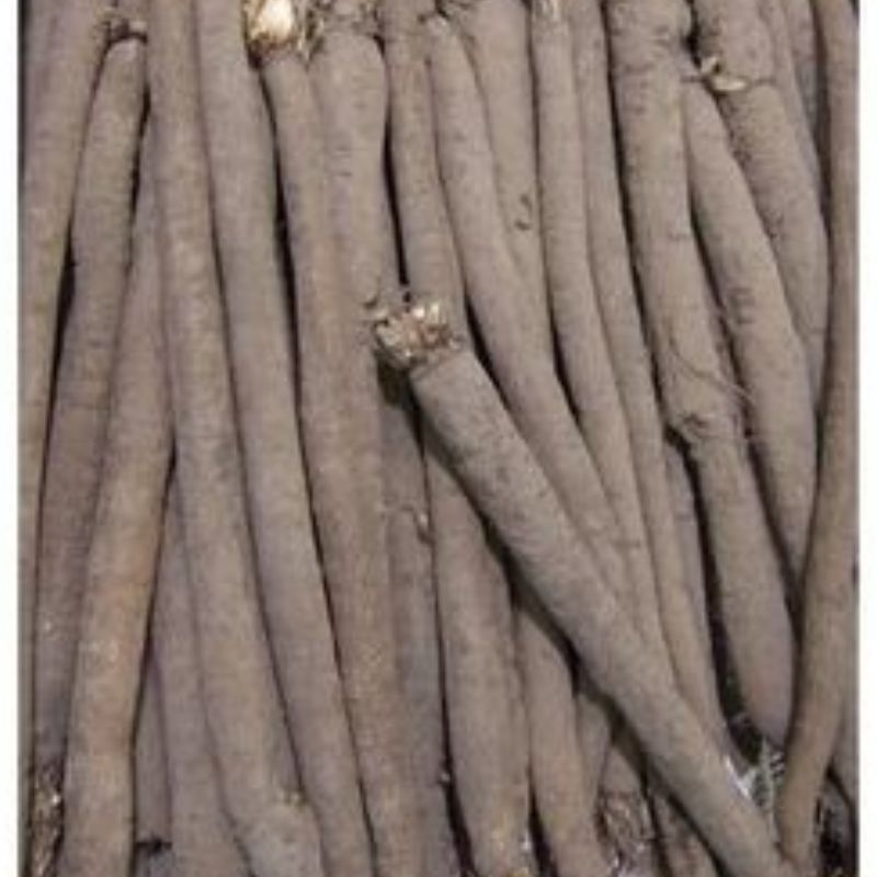 Semailles Scorsonère Noir géant de Russie