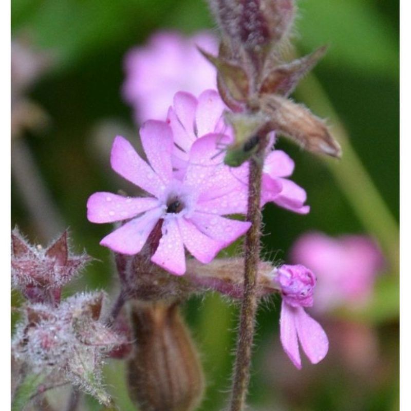Semailles Silène dioïque