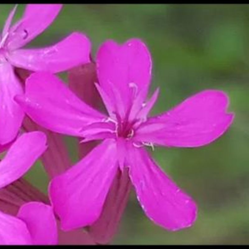 Semailles Silène à bouquets