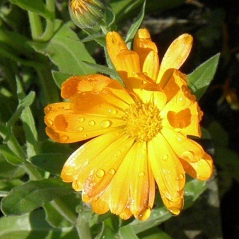 Semailles Souci des jardins