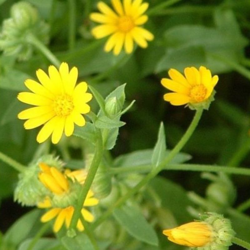 Semailles Souci des champs