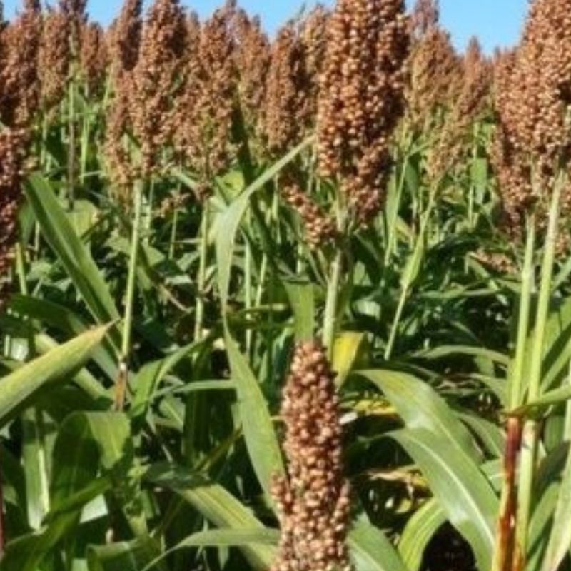 Semailles Sorgho du Soudan