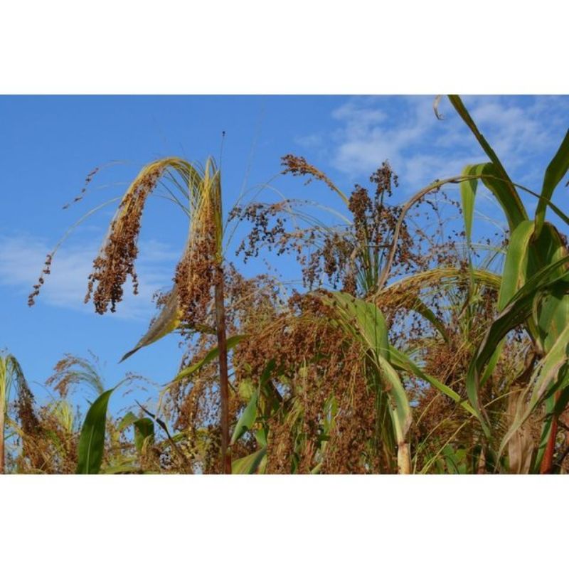 Semailles Sorgho à balais