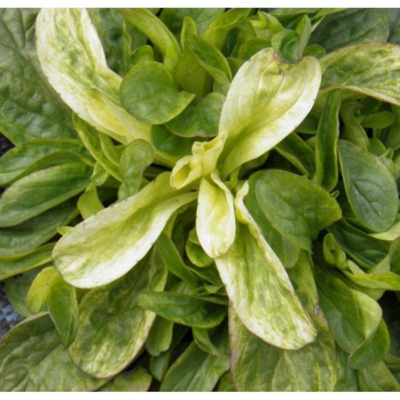 Semailles Mâche Bigarrée de Huy