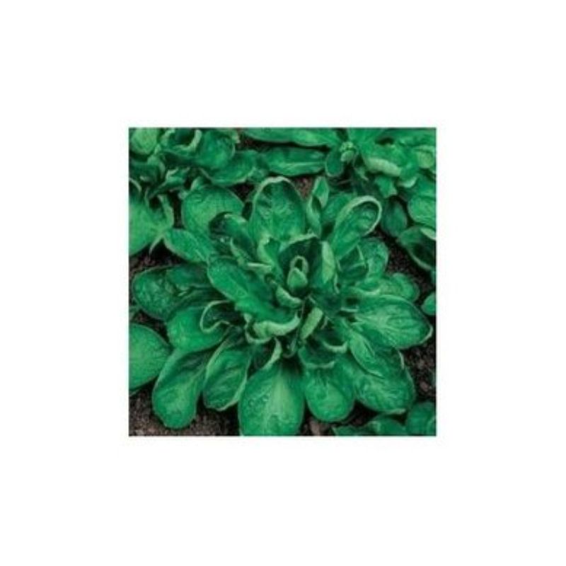 Semailles Mâche Coquille de Louviers